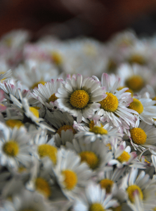 Auch Gänseblümchenblüten können Gelee