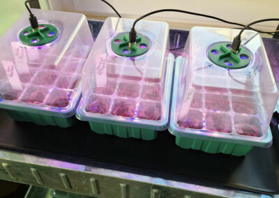 Chilli in the germination containers