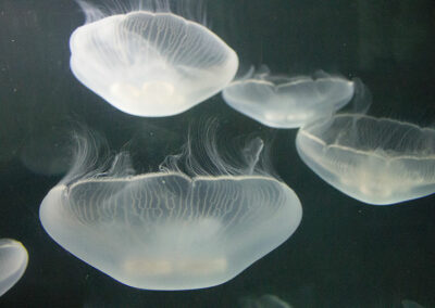 Quallen im Aquarium in La Rochelle