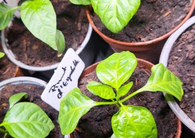 The young chilli plants were repotted.