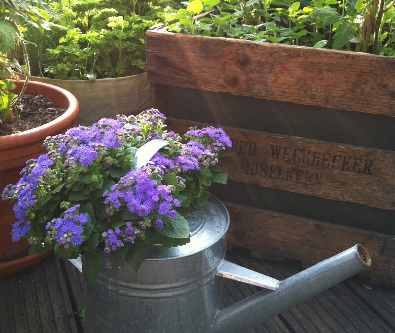 Small upcycling project: old watering can, new planter.